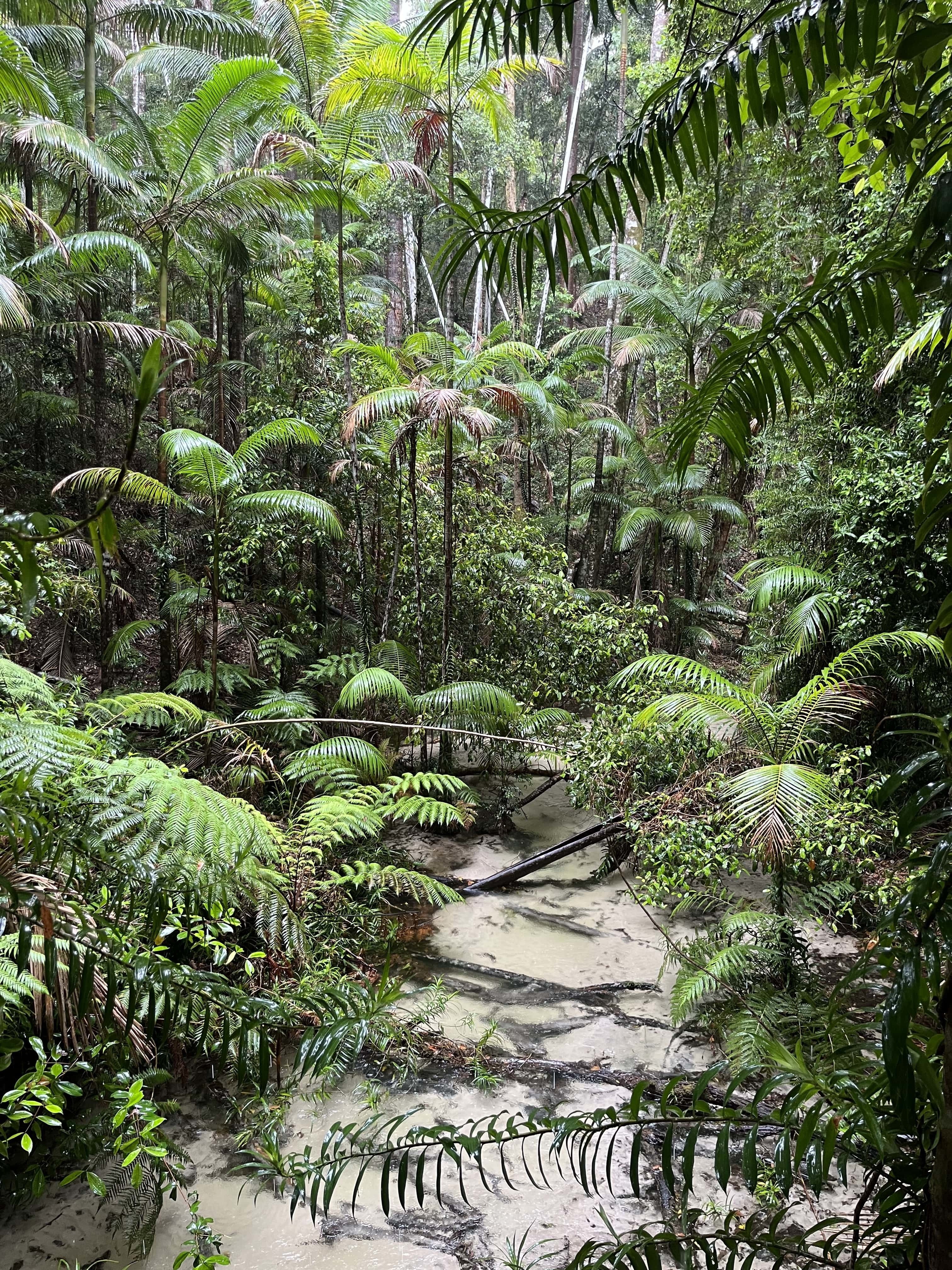 AUS QLD Fraser Island bush Zwijnenburg small