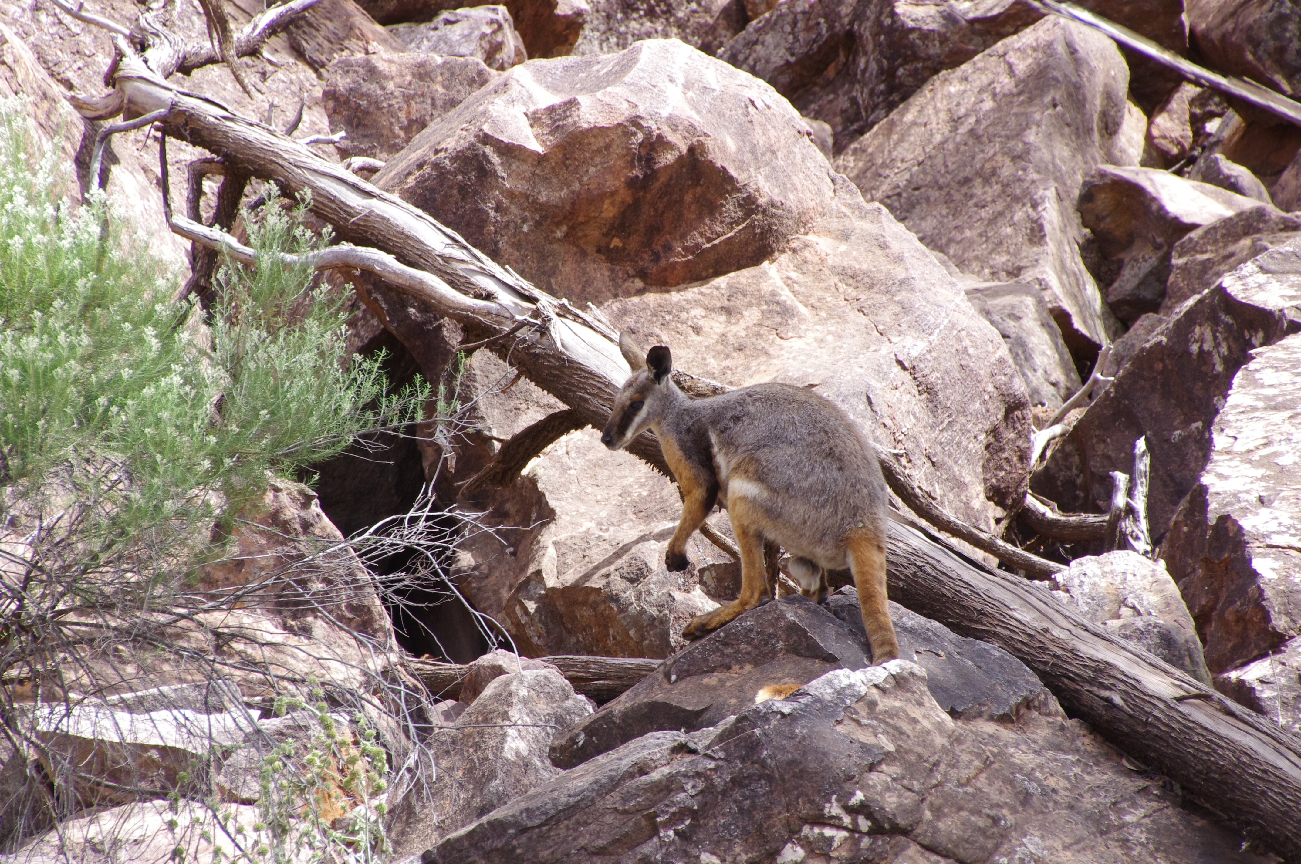 AUS Yellowfoots tale kangaroo Zwijnenburg