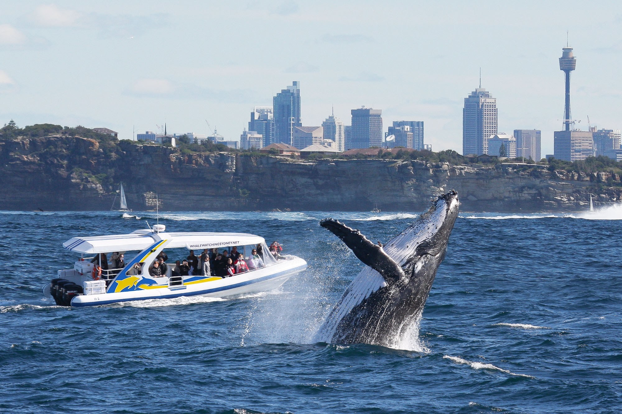 Au general activities whale watching sydney discovery cruise