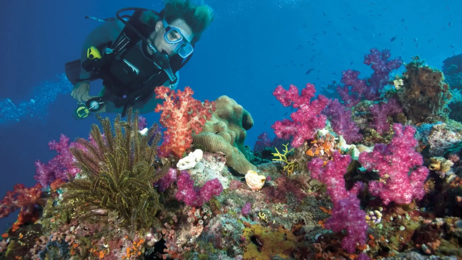 Mann taucht im Great Barrier Reef zwischen farbenfrohen Korallen