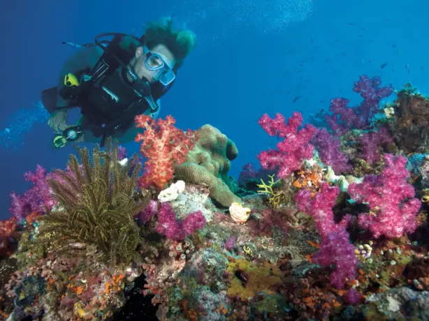 Man diving in the Great Barrier Reef among colorful coral