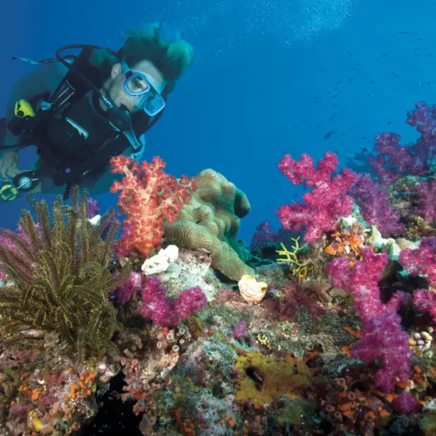 Mann taucht im Great Barrier Reef zwischen farbenfrohen Korallen