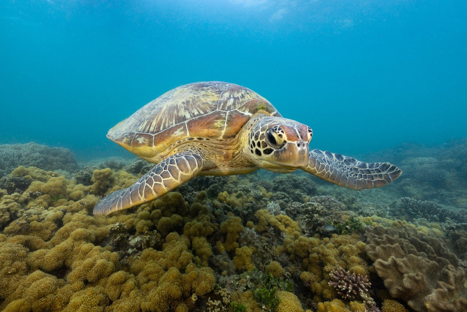 Aus qld Fitzroy Island great barrier reef turtle