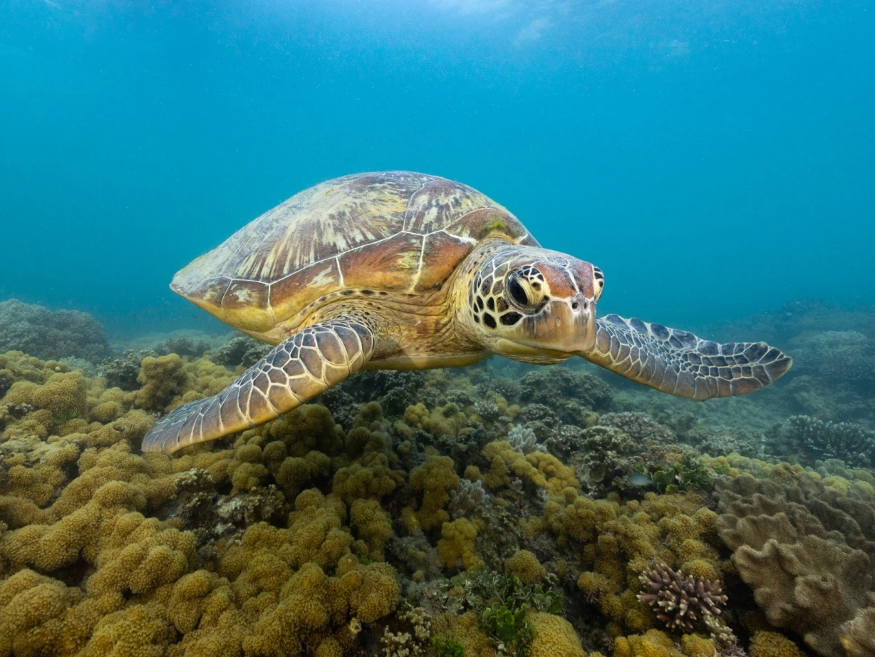 Aus qld Fitzroy Island great barrier reef turtle