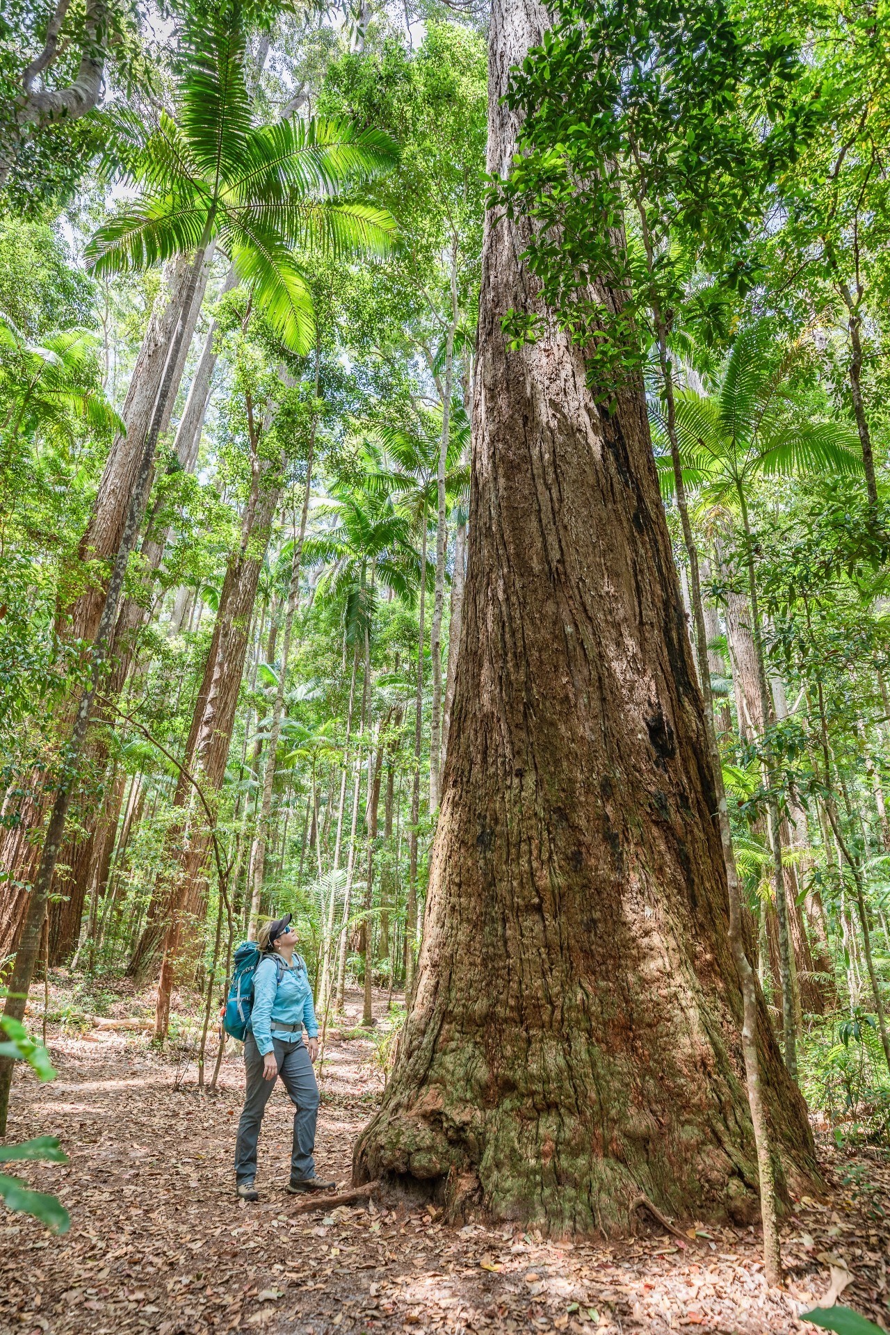 Aus qld fraser island Pile Valley
