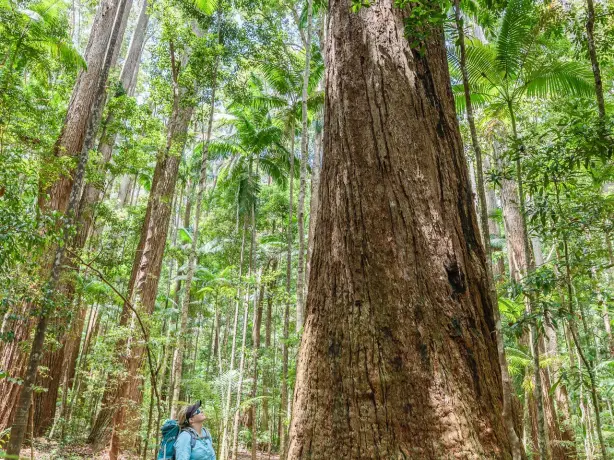 Aus qld fraser island Pile Valley