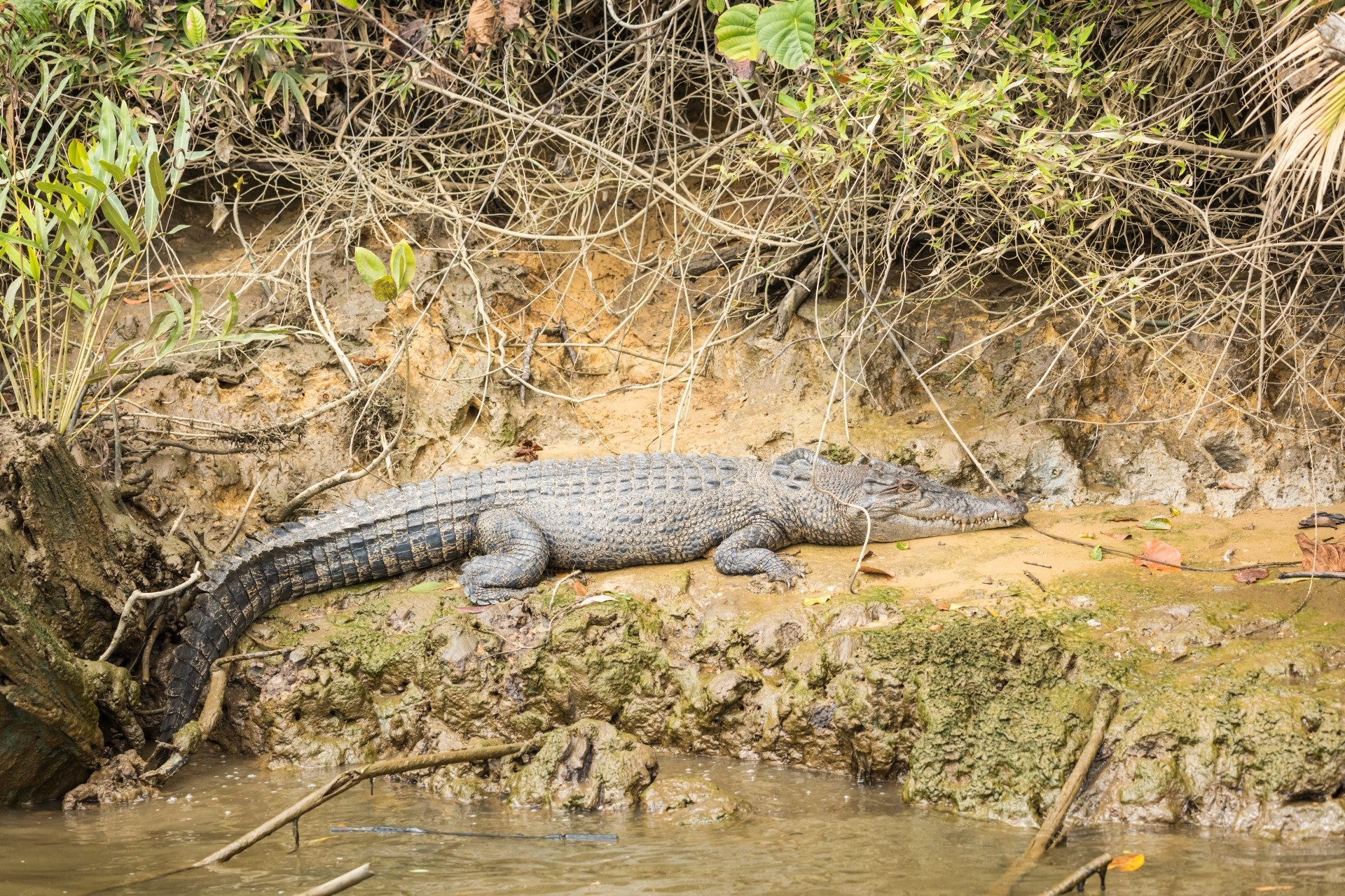 aus qld daintree crocodile