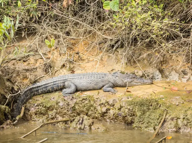 aus qld daintree crocodile