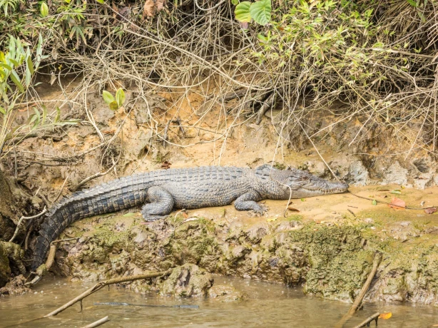 aus qld daintree crocodile
