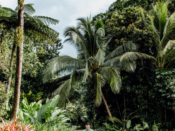Aus queensland daintree ice cream company rainforest
