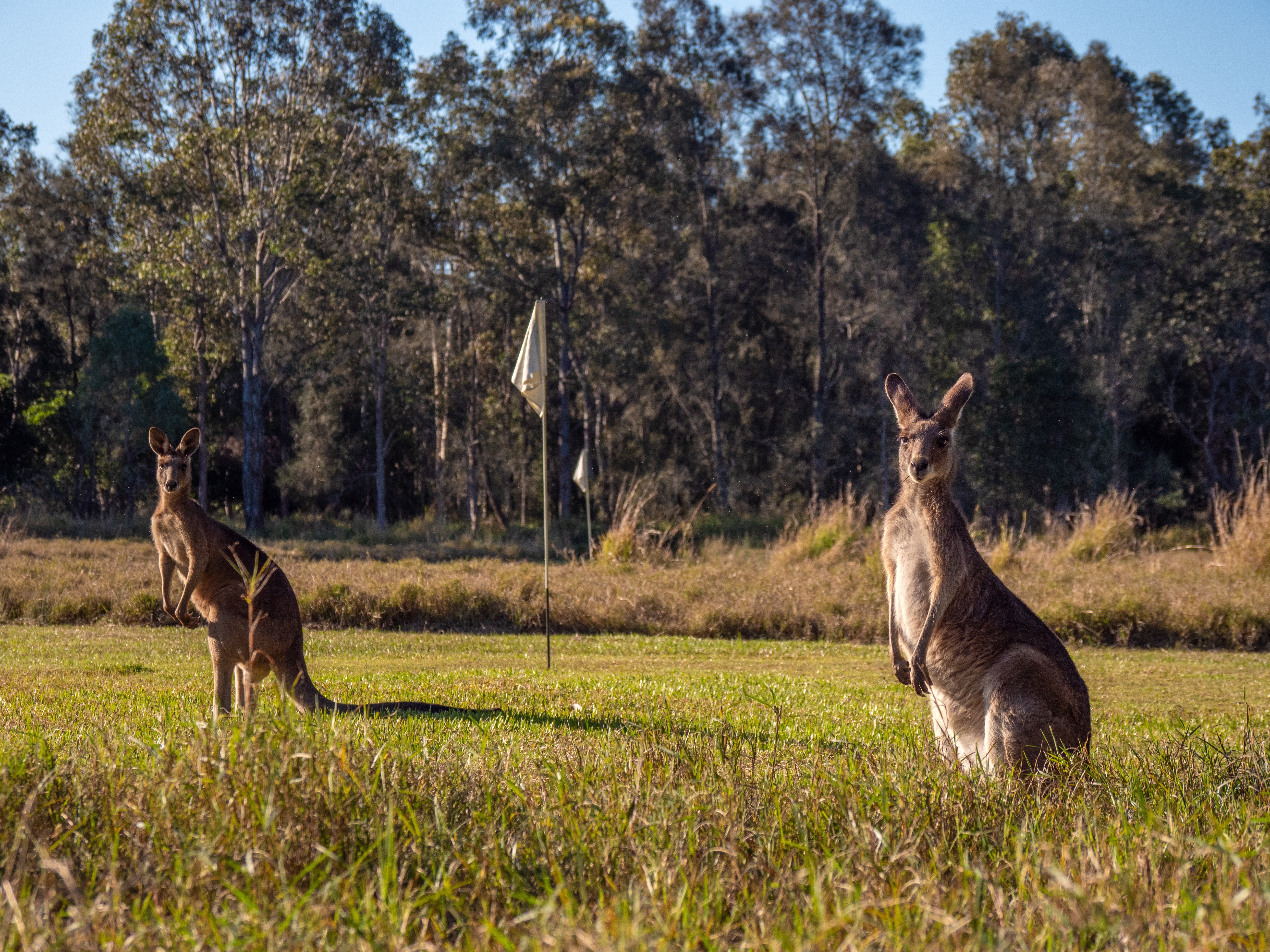 Aus qld Noosa Everglades kangaroos credit Tourism and Events Queensland