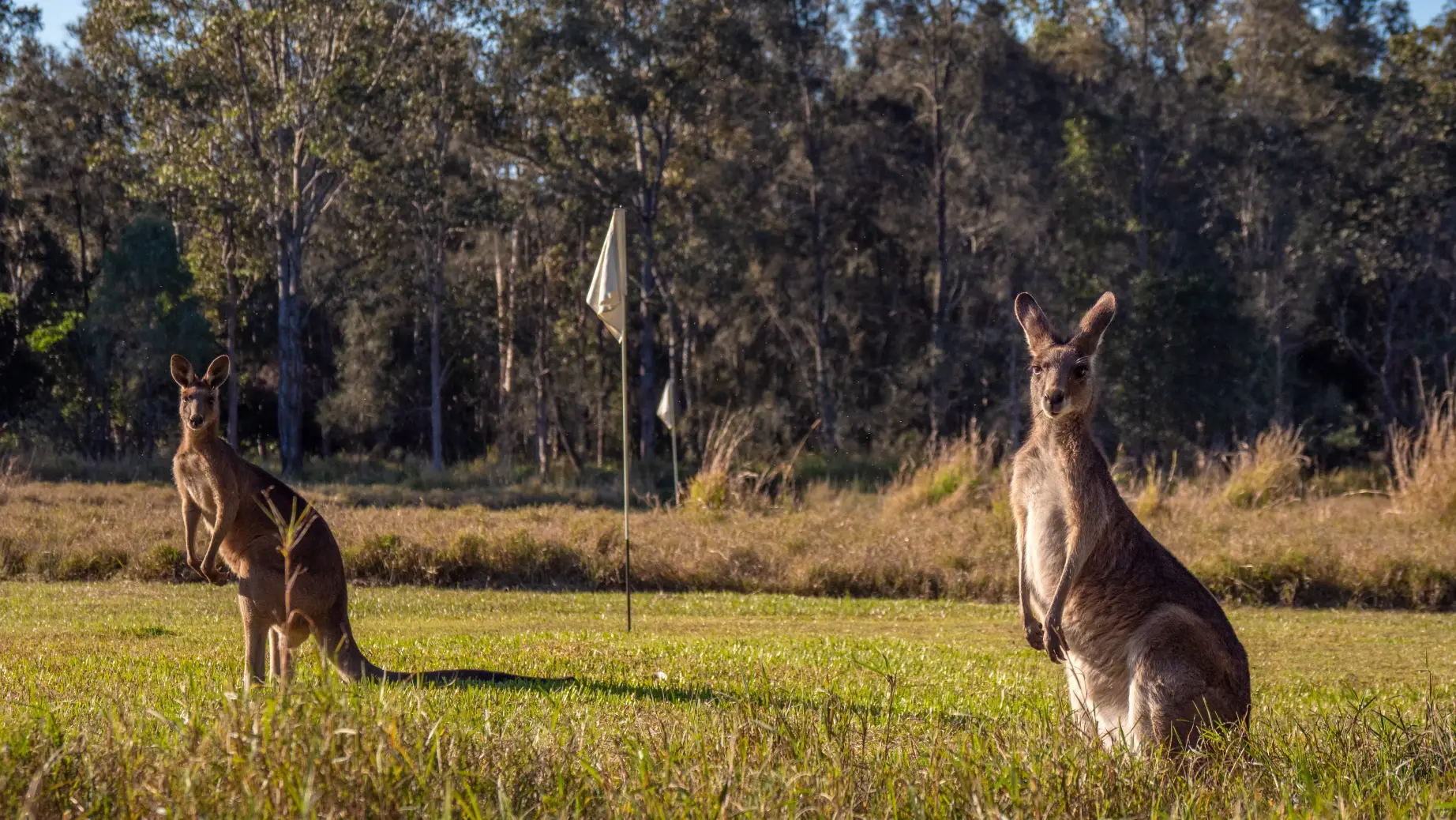 Aus qld Noosa Everglades kangaroos credit Tourism and Events Queensland