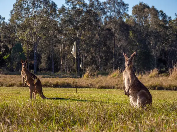 Aus qld Noosa Everglades kangaroos credit Tourism and Events Queensland