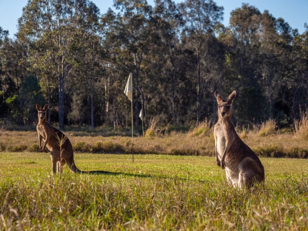 Aus qld Noosa Everglades kangaroos credit Tourism and Events Queensland