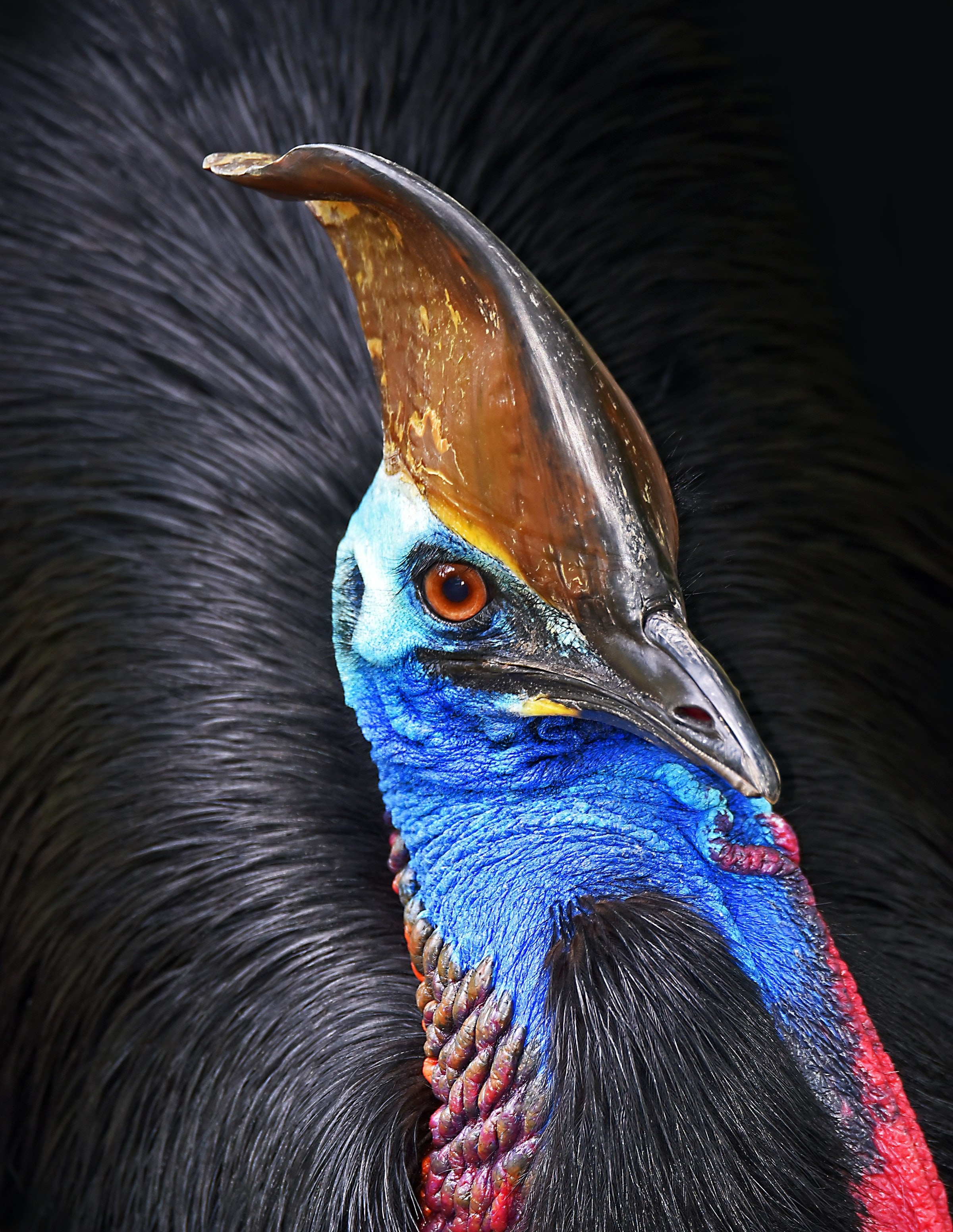 Aus qld cassowary tropical north