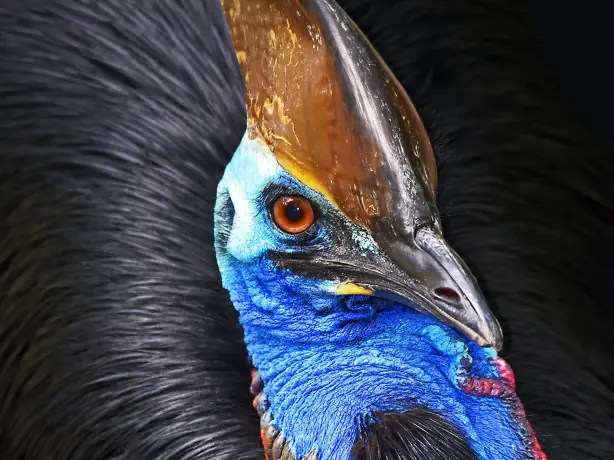 Aus qld cassowary tropical north