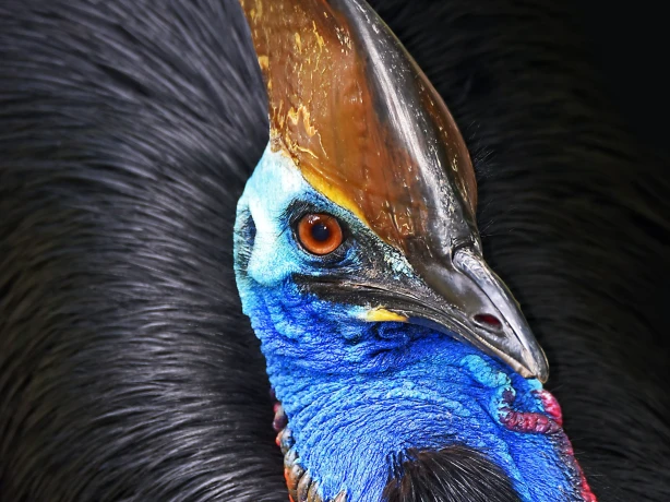 Aus qld cassowary tropical north