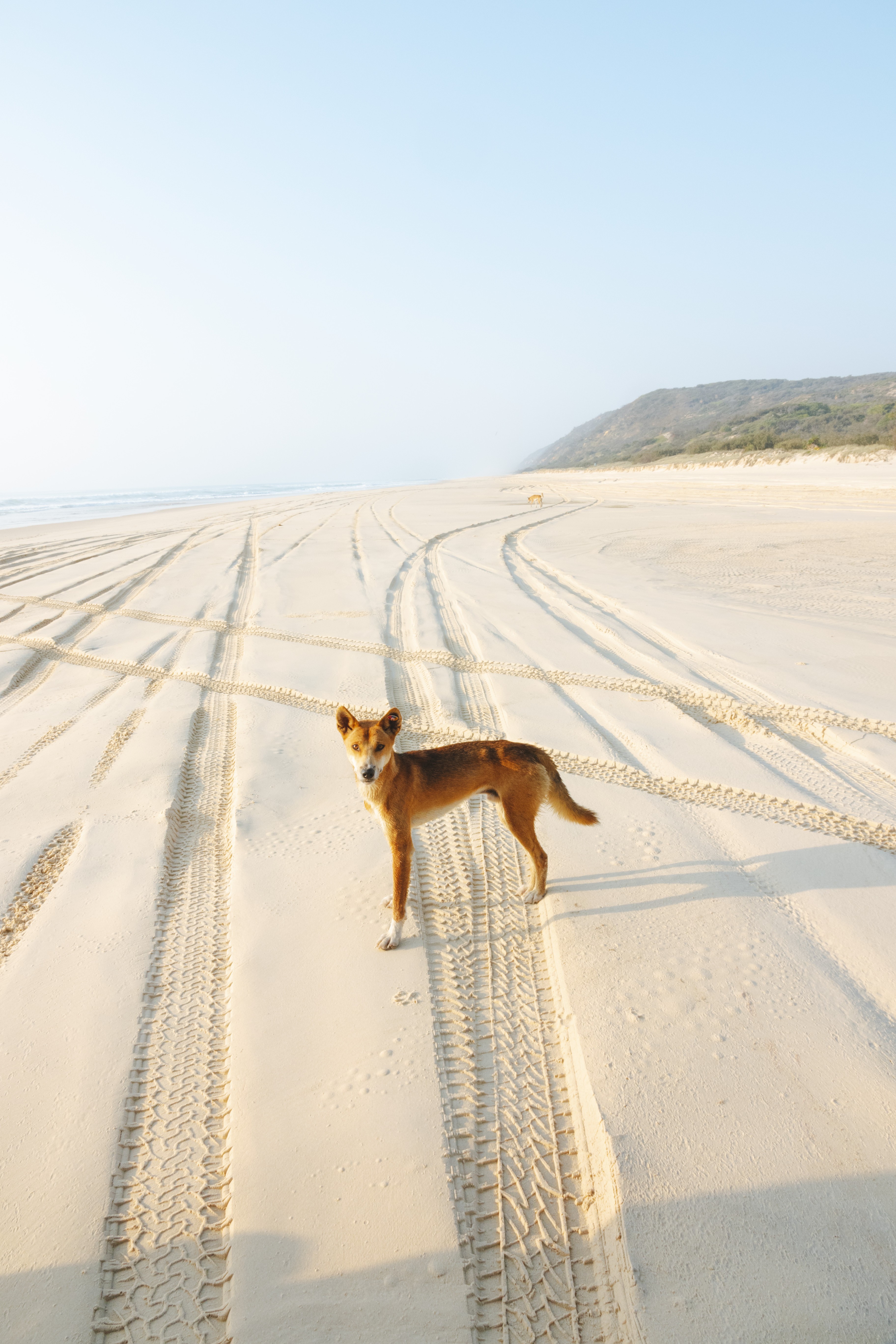Aus qld fraser island Dingo on the beach