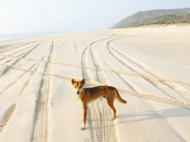 Aus qld fraser island Dingo on the beach