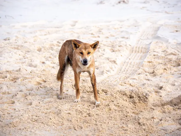Australien Queensland fraser island Dingo