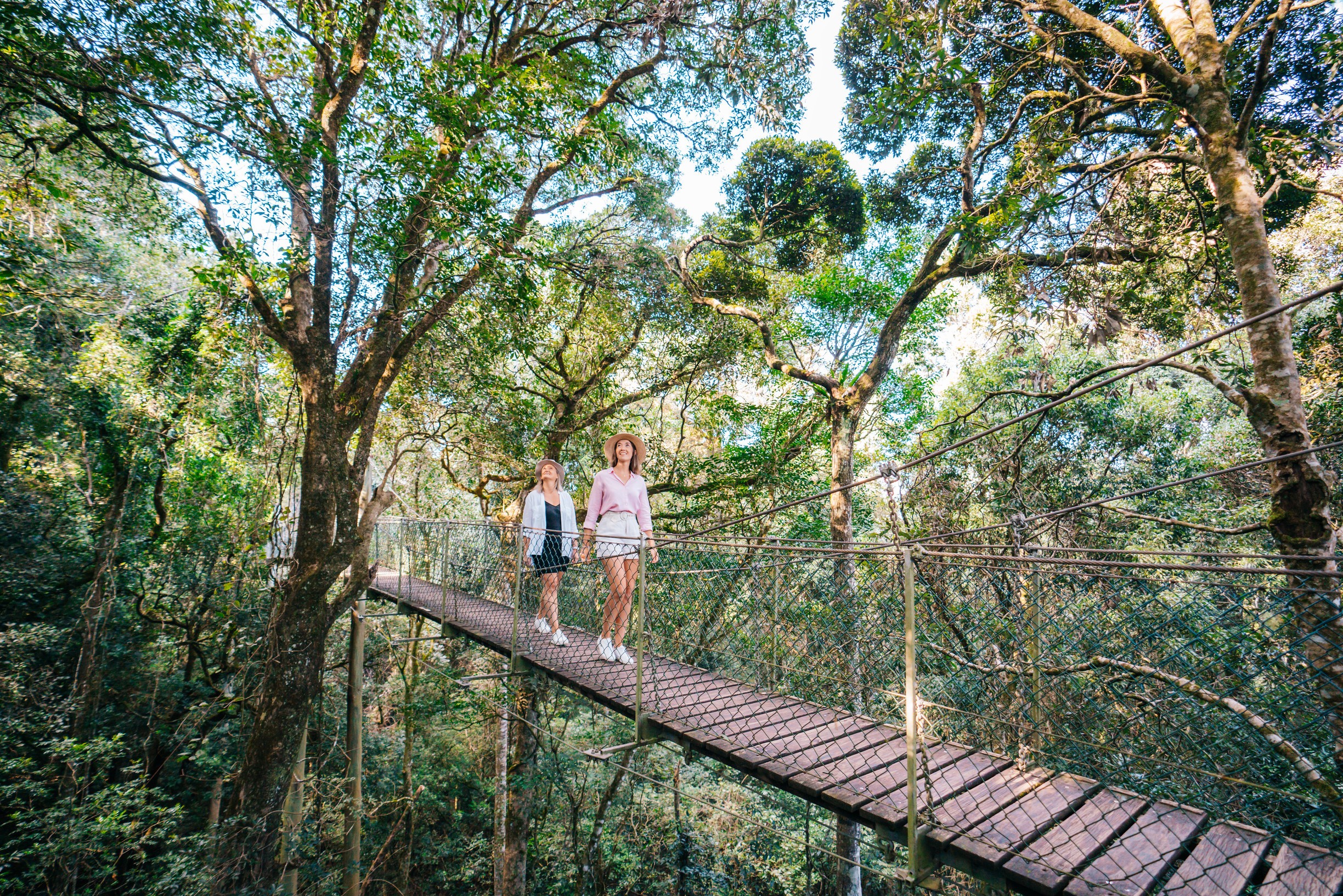 Australien Queensland Oreilly's Rainforest