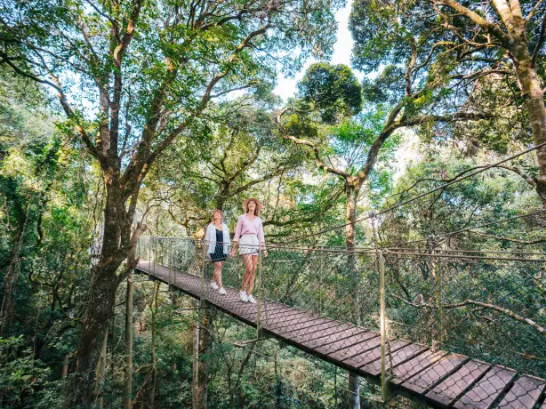 Australien Queensland Oreilly's Rainforest