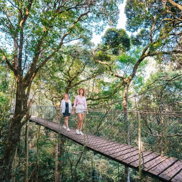 Australien Queensland Oreilly's Rainforest