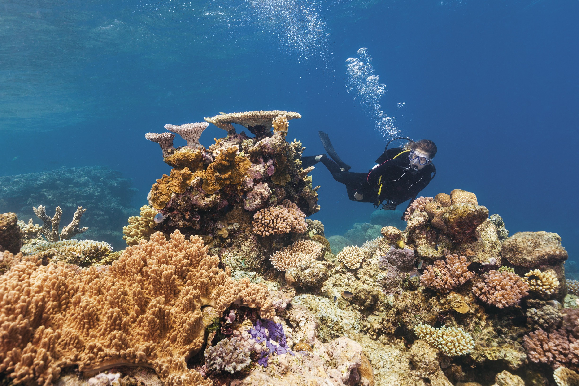Australien Queensland great barrier reef Taucher