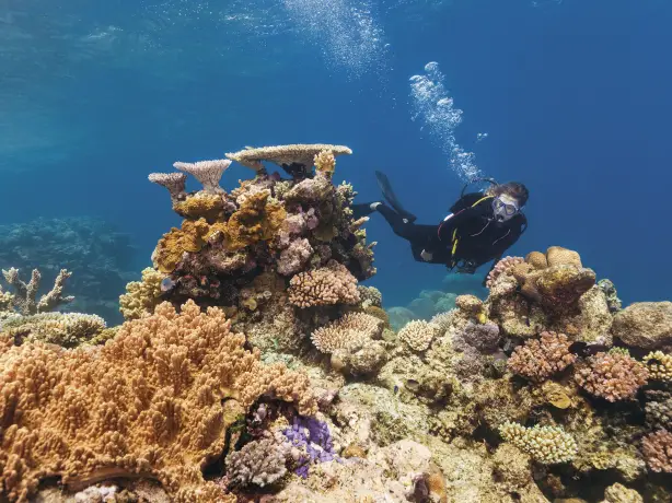 Australien Queensland great barrier reef Taucher