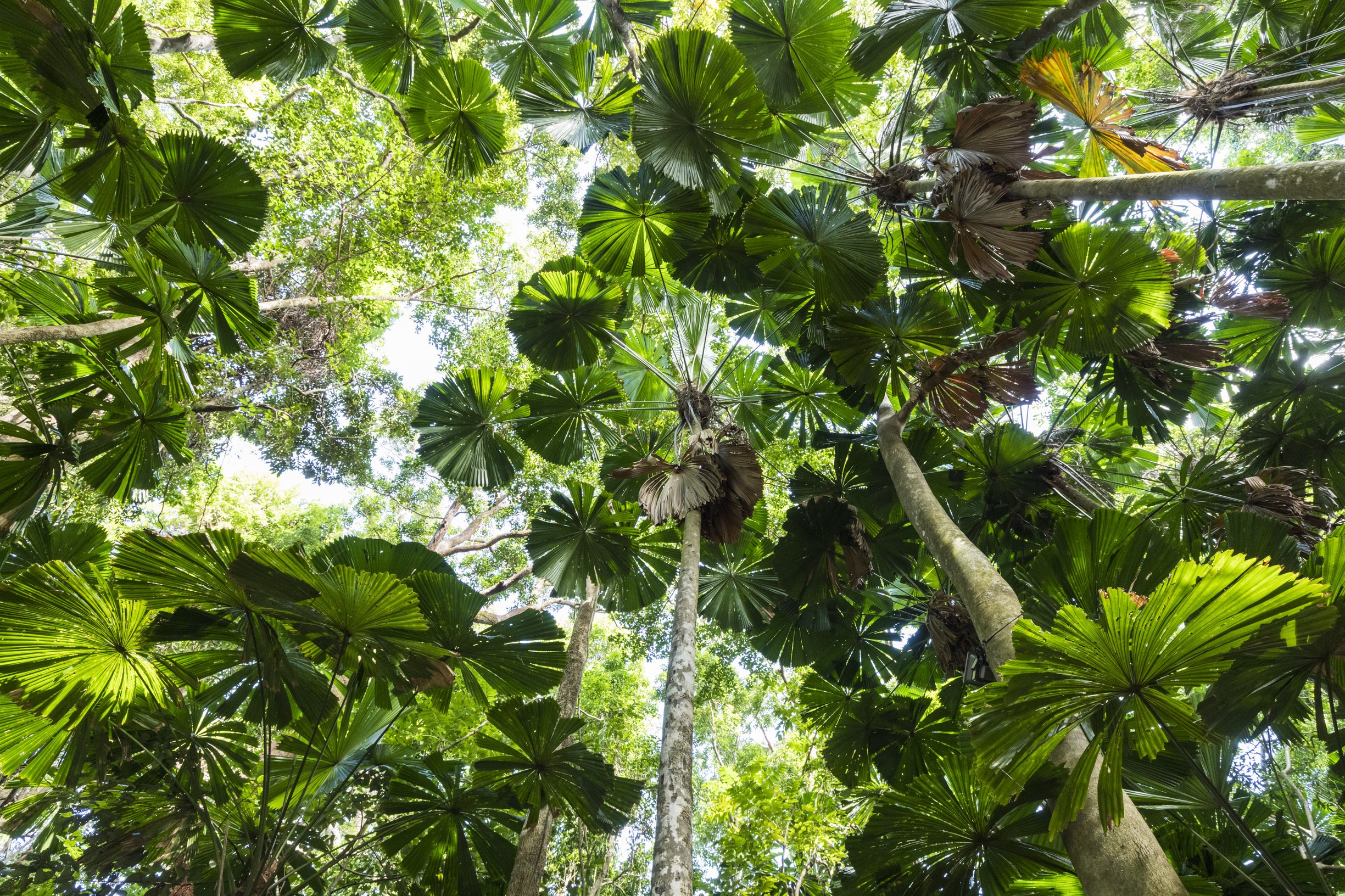 Australien Queensland Regenwald