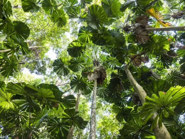 Australien Queensland Regenwald