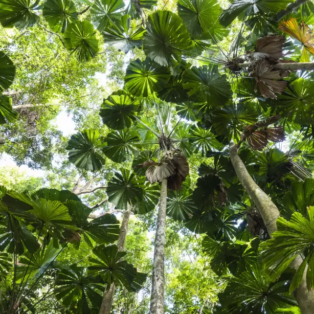 Australien Queensland Regenwald