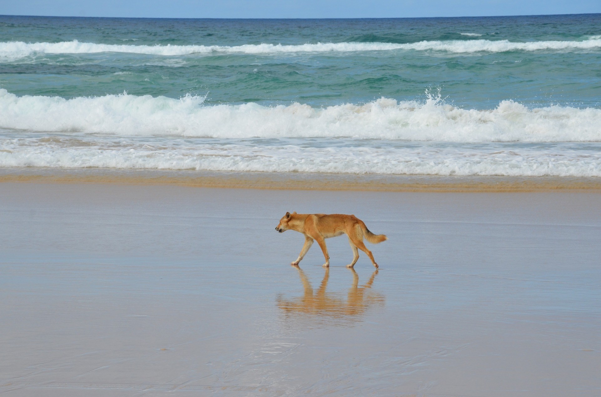 Australien Queensland Fraser Island Dingo Strand