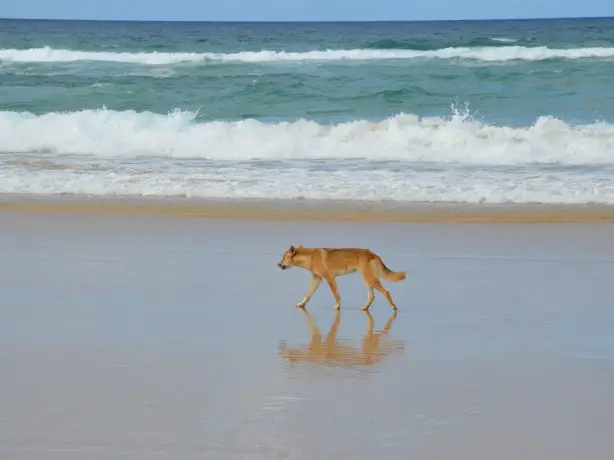 Australien Queensland Fraser Island Dingo Strand