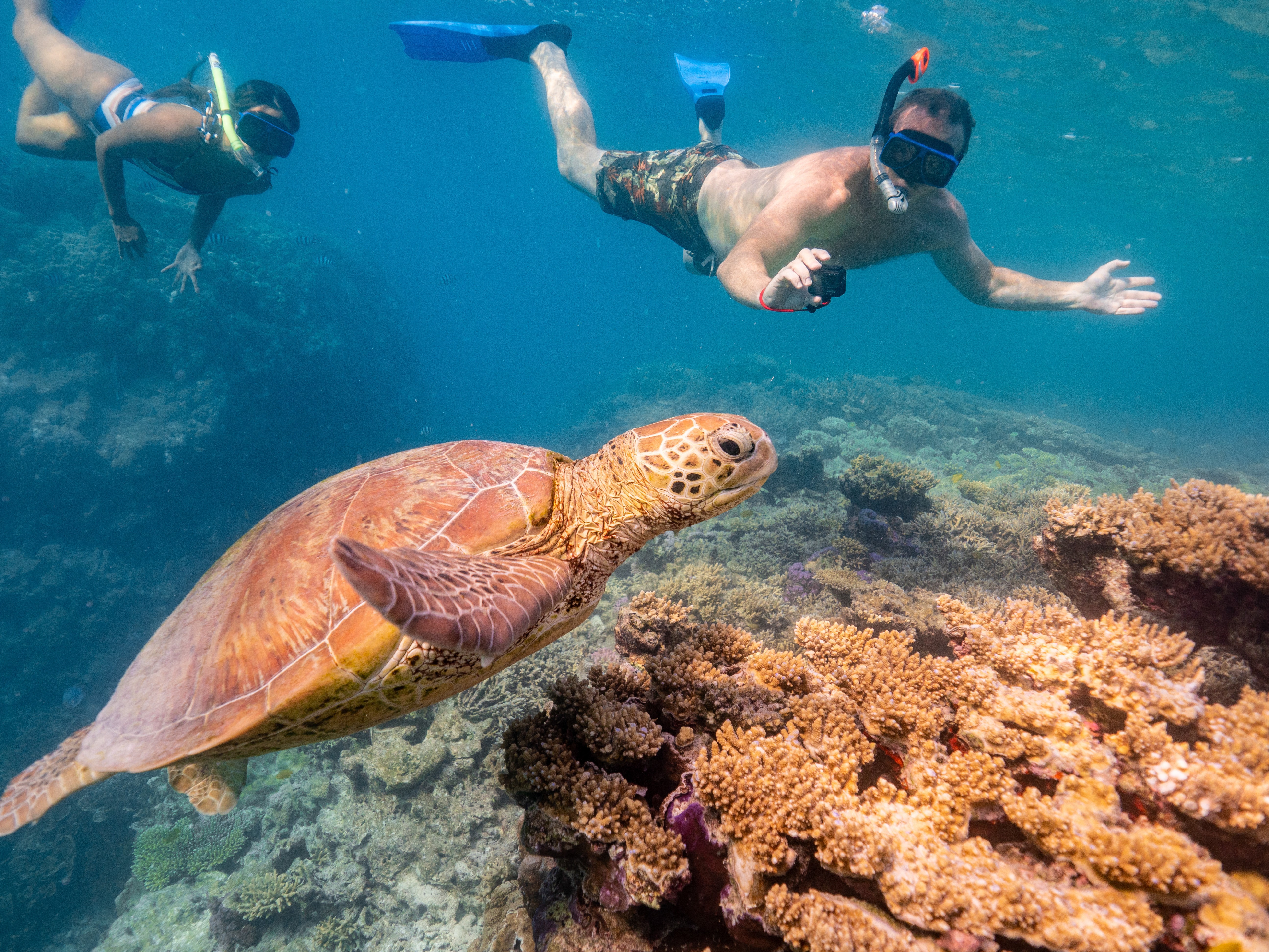 Aus qld great barrier reef Lady Musgrave Experience credit Tourism and Events Queensland