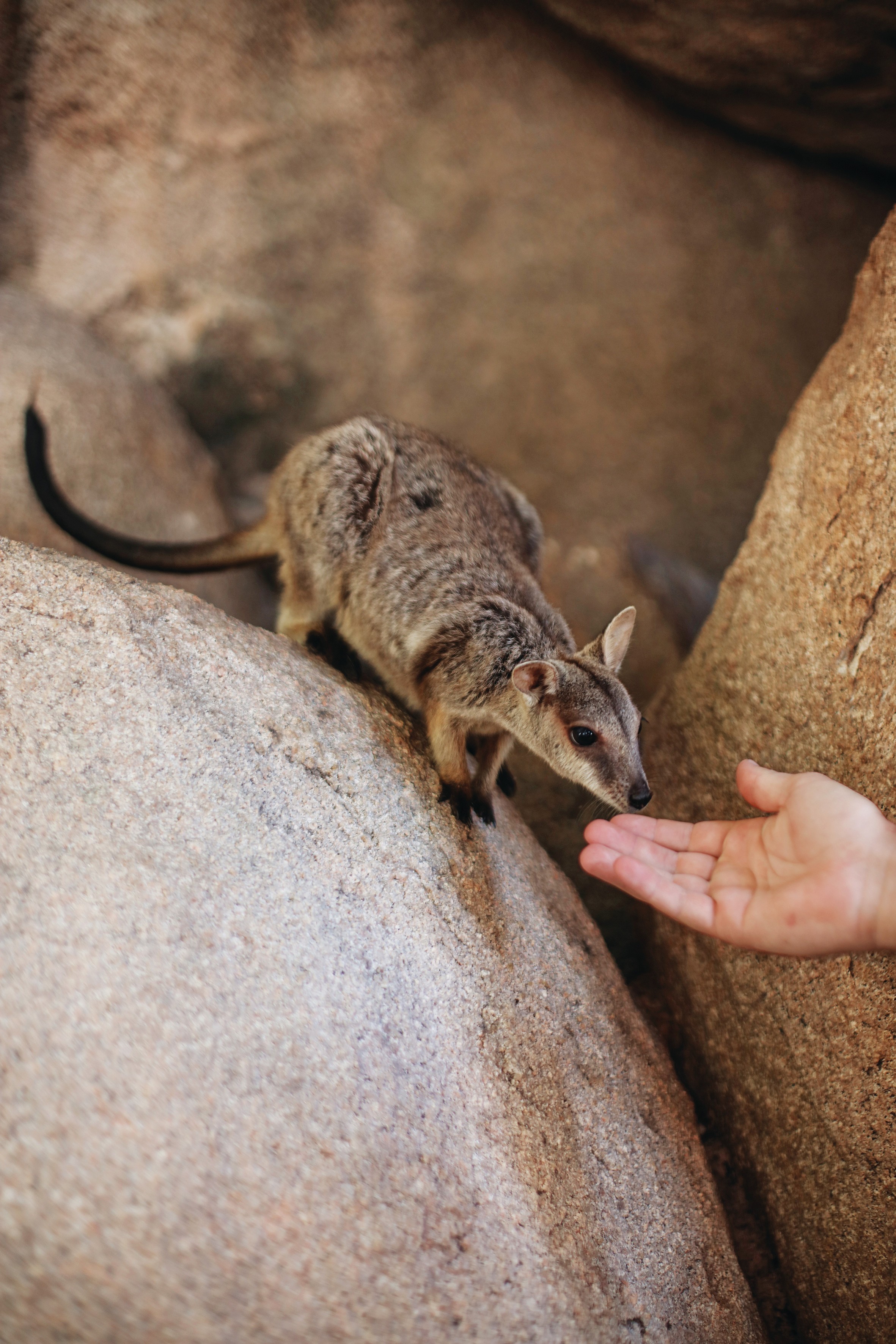 Aus qld magnetic island rock wallaby credit Tourism and Events Queensland