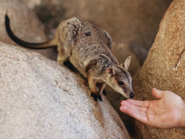 Aus qld magnetic island rock wallaby credit Tourism and Events Queensland