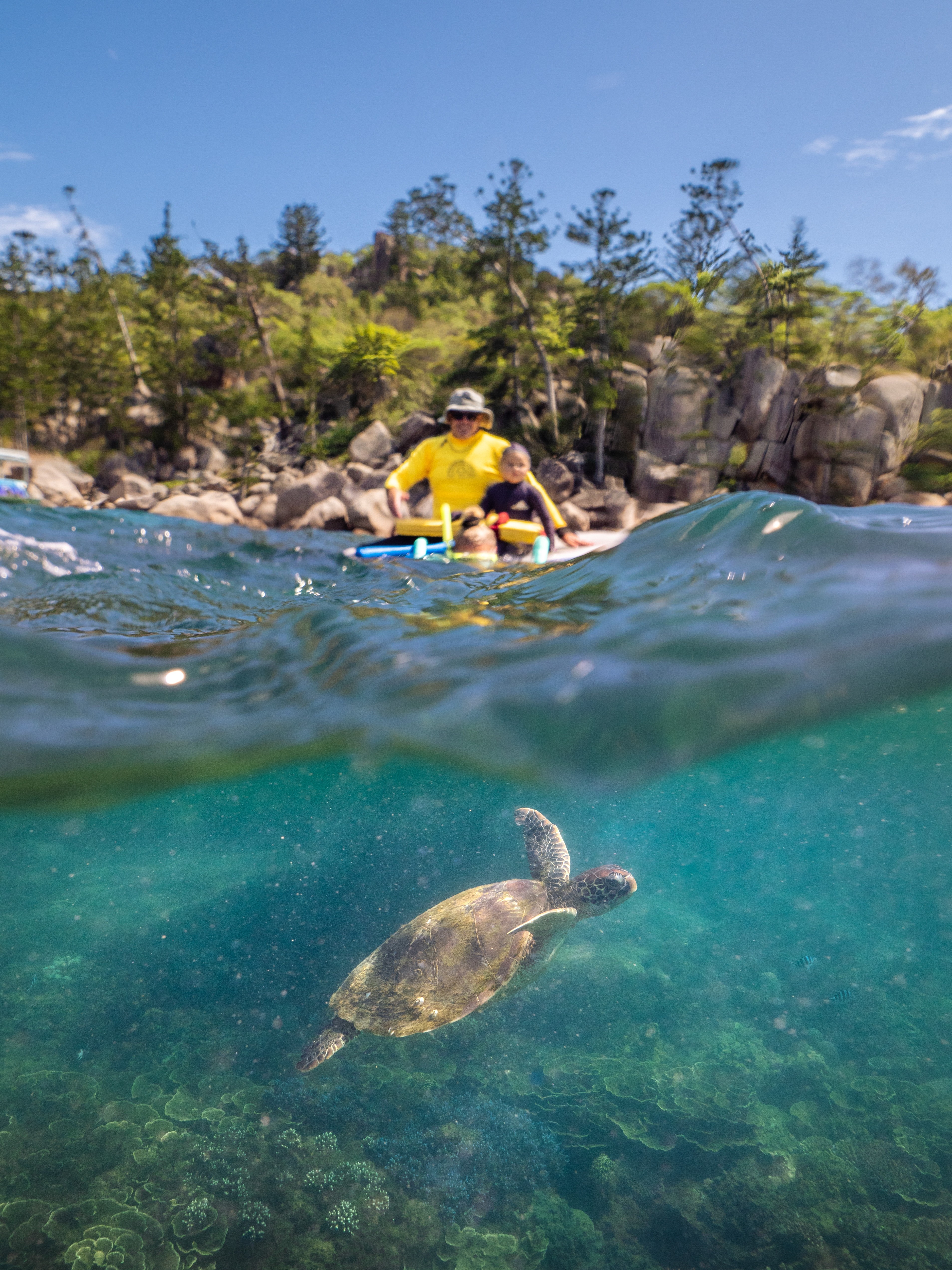 Aus qld magnetic island turtle sea credit Tourism and Events Queensland