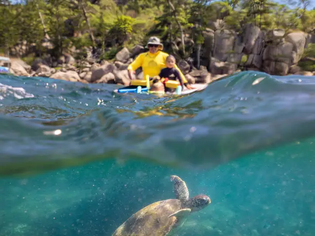 Aus qld magnetic island turtle sea credit Tourism and Events Queensland