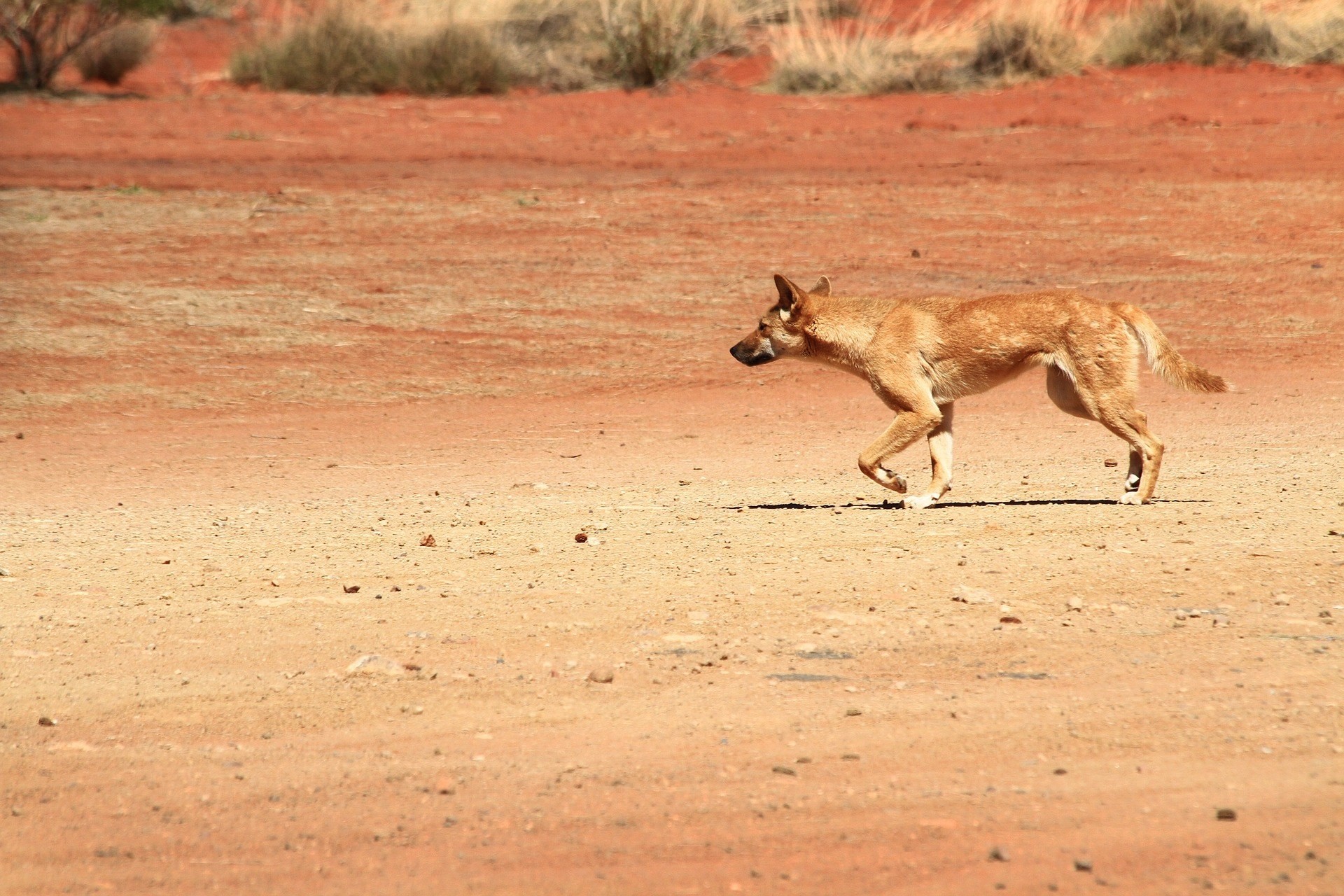 Ein Dingo läuft über roten Sand in Australien