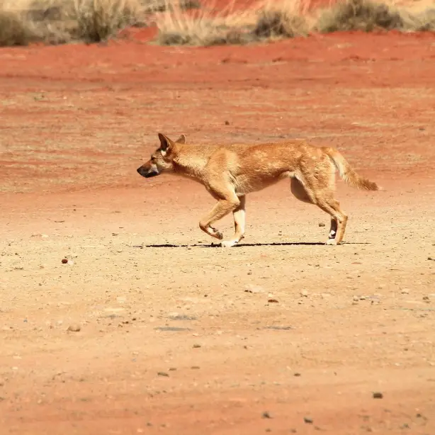 Ein Dingo läuft über roten Sand in Australien