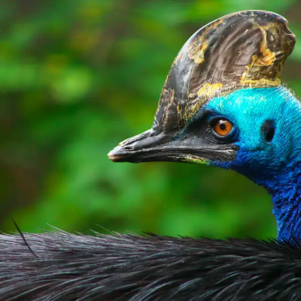 Der bunte Vogel Kasuar am Mission Beach in Queensland Australien