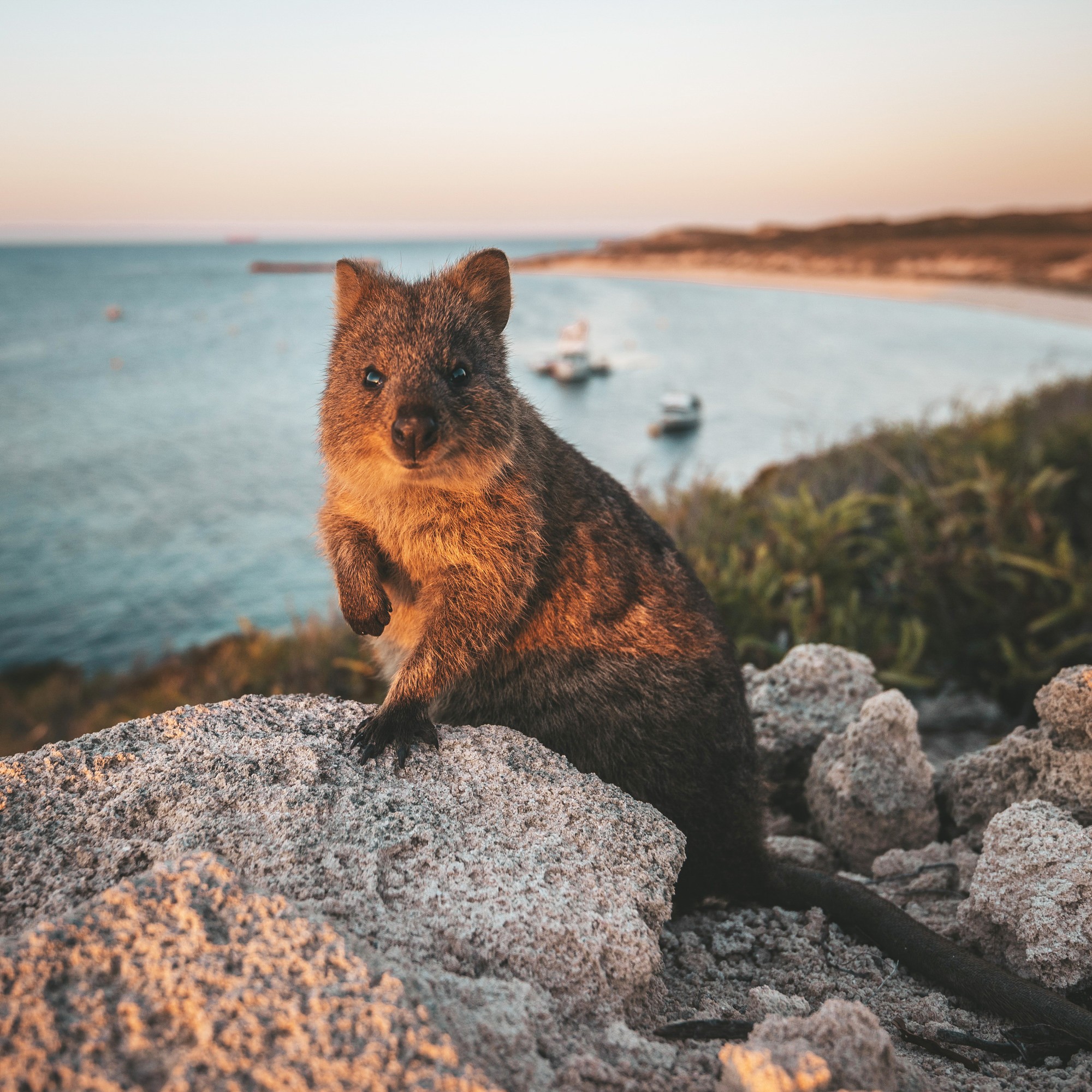 Quokka on Rottnest Island c JAMES VODICKA 116690 3