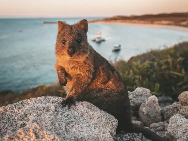 Quokka on Rottnest Island c JAMES VODICKA 116690 3