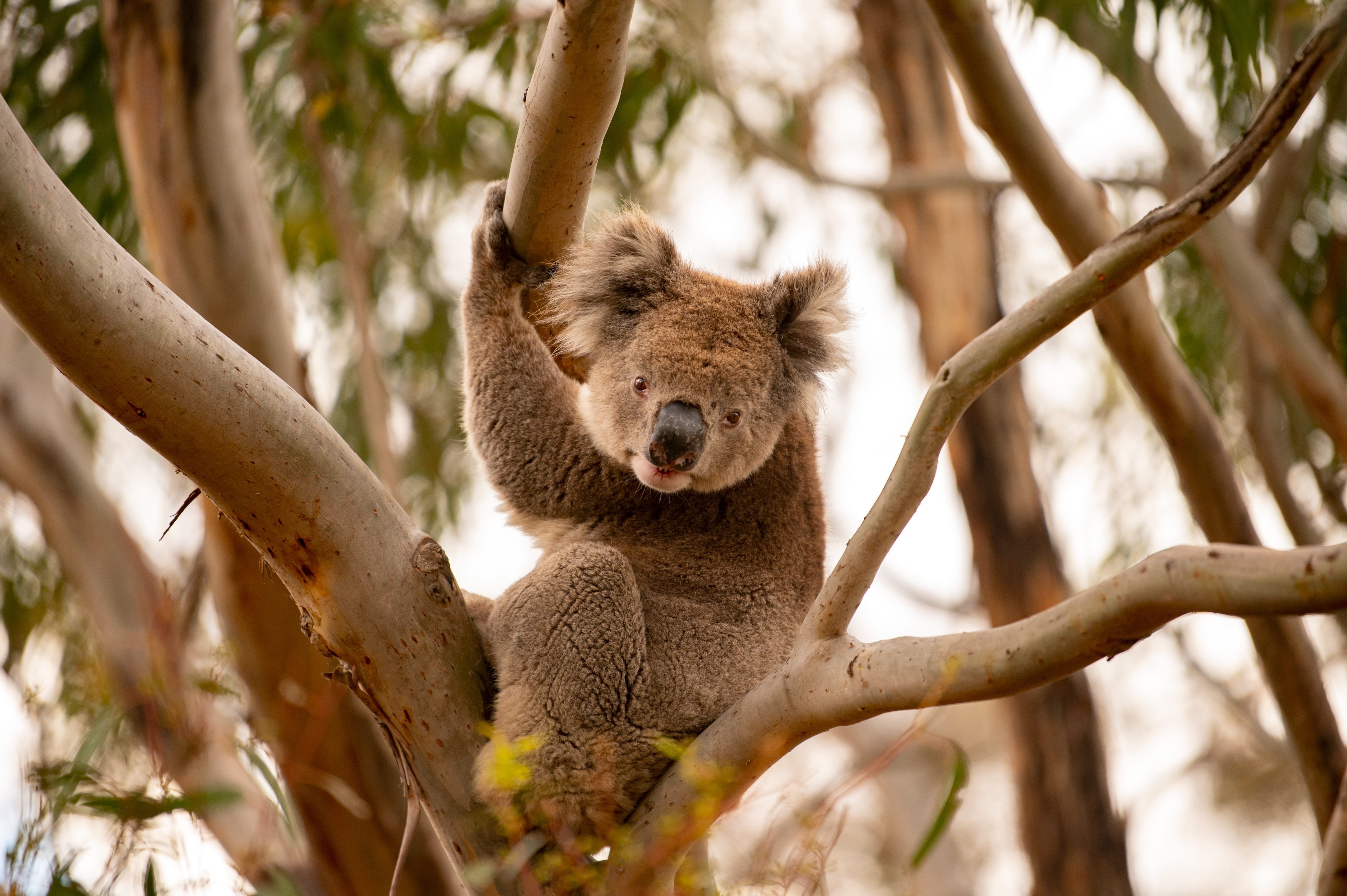 AU SA Kangaroo Island koala Tourism Australia South Australian Tourism Commission 263814 167