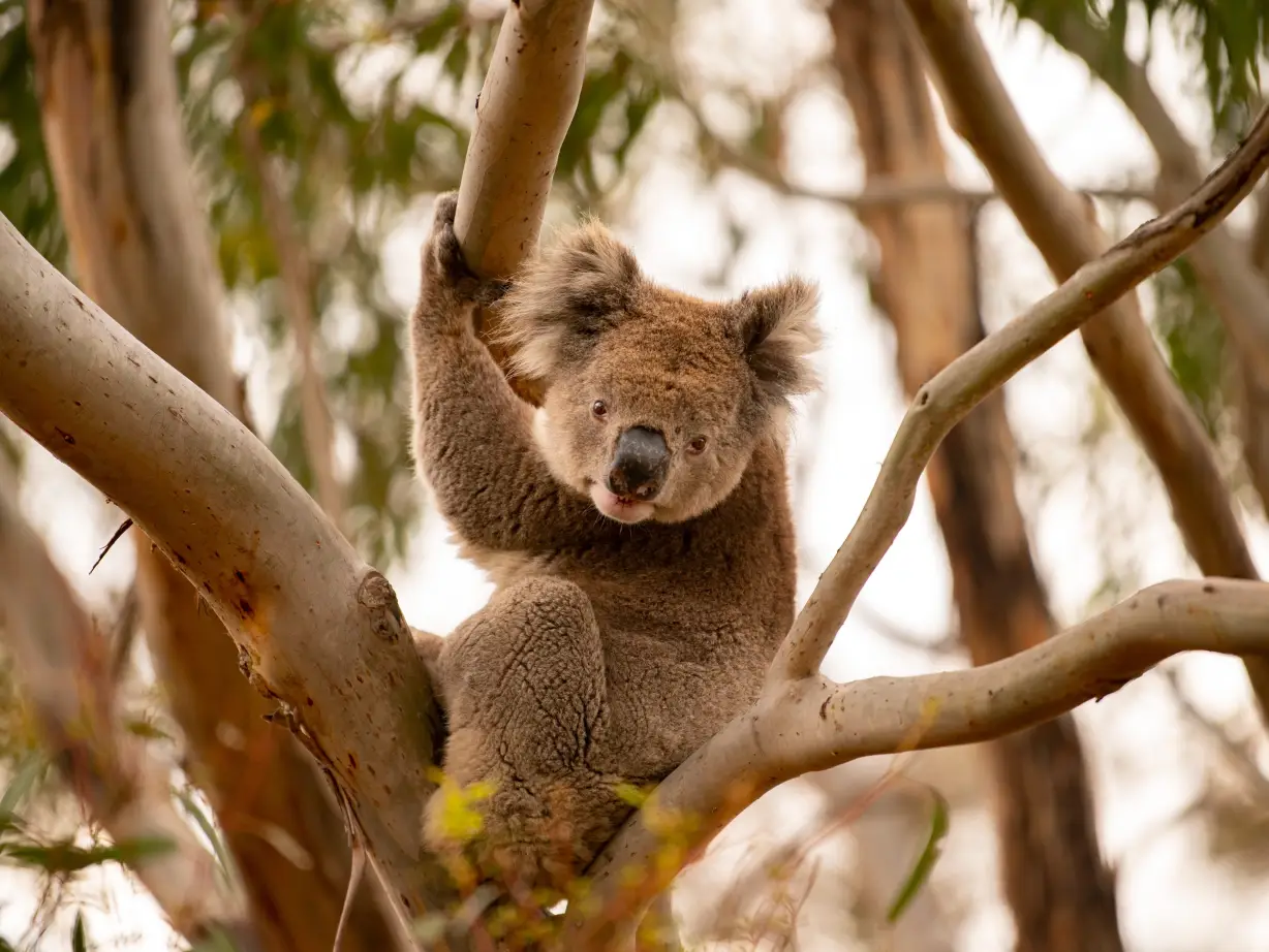 AU SA Kangaroo Island koala Tourism Australia South Australian Tourism Commission 263814 167