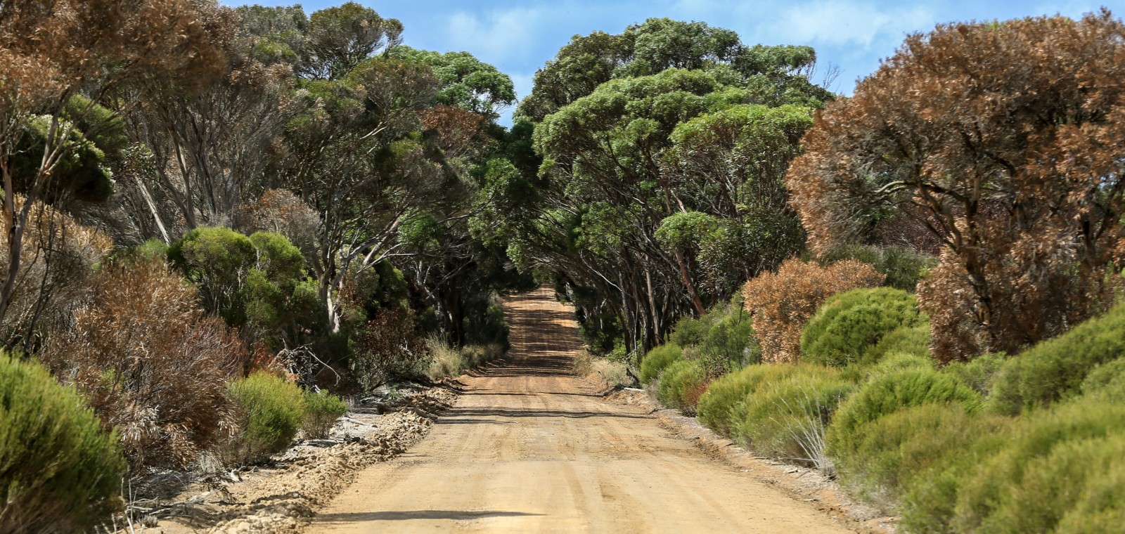 AUS SA Kangaroo Island | Bush road