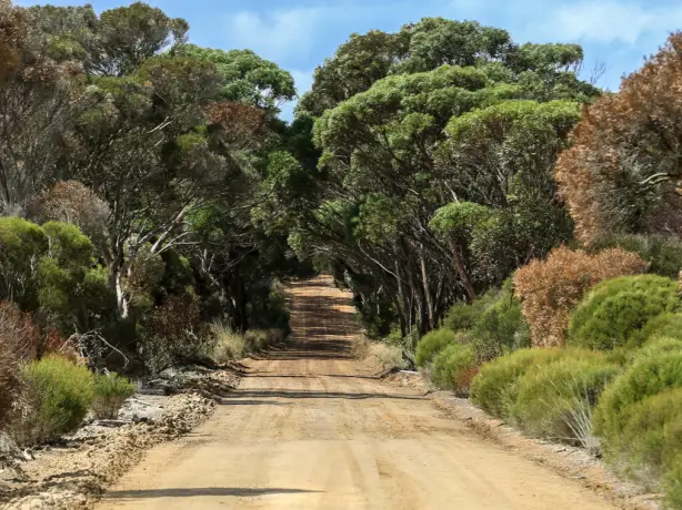 AUS SA Kangaroo Island | Bush road