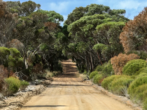 AUS SA Kangaroo Island | Bush road