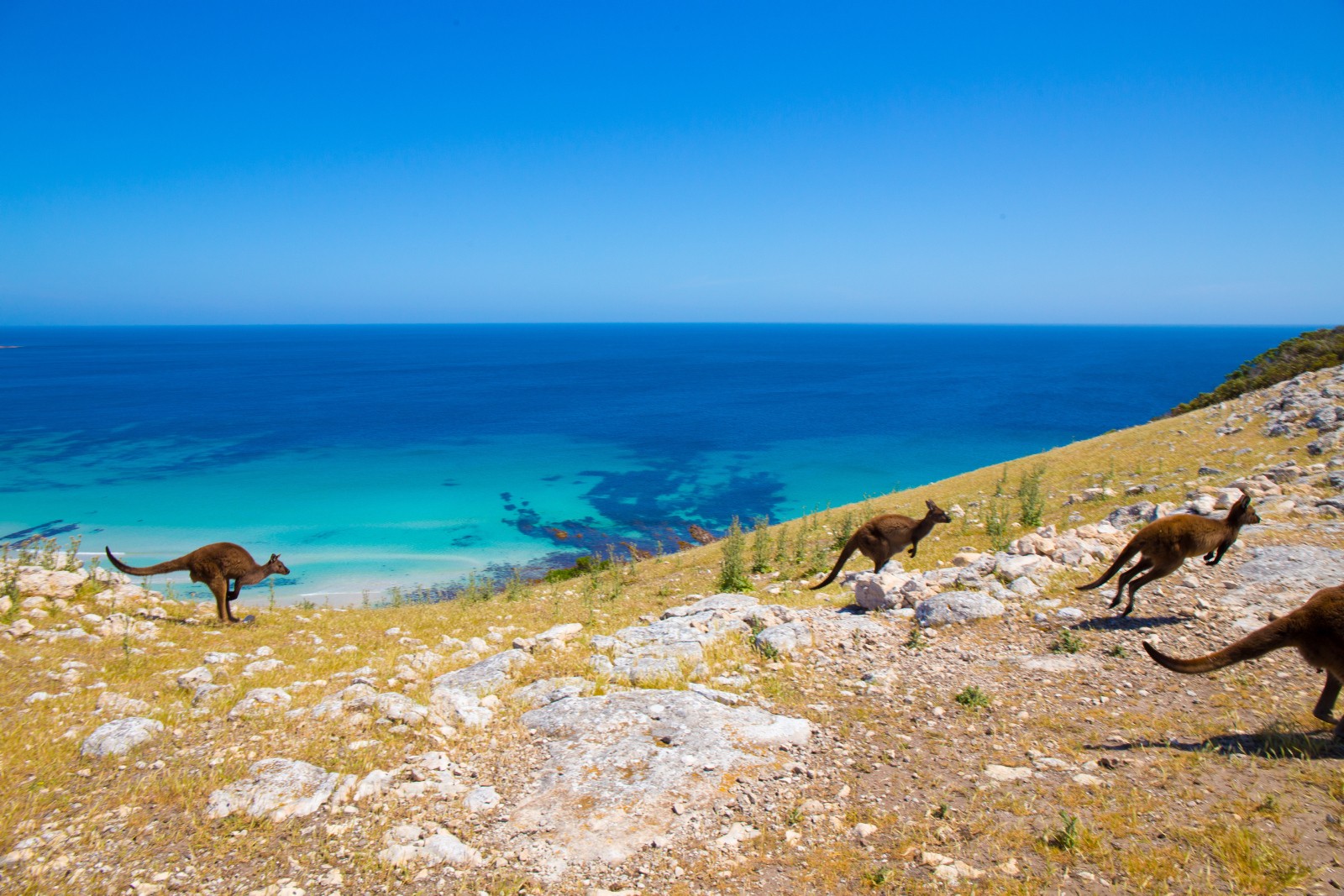 AUS SA Kangaroo Island | Waves & Wildlife Cottages